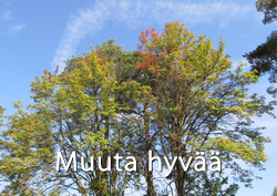 Punertavia lehtipuiden latvuksia, joiden takana sininen taivas ja ohutta pilviverhoa.